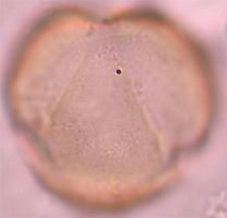 nemoralis